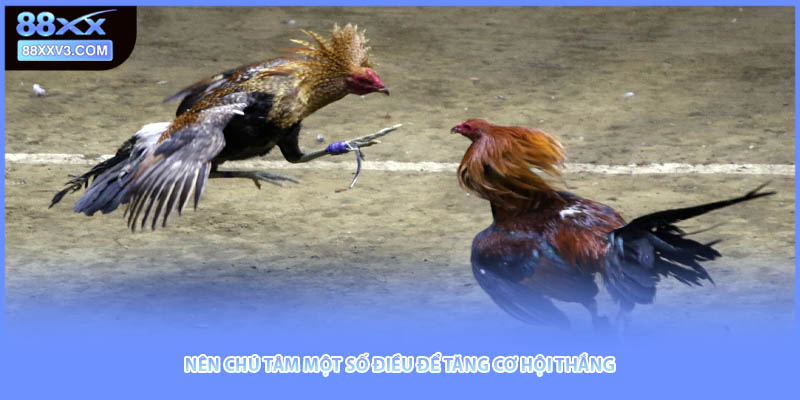 Nên chú tâm một số điều để tăng cơ hội thắng