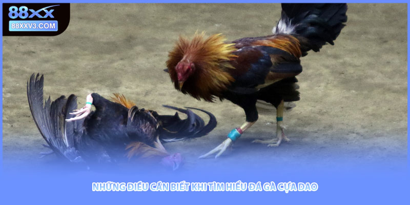 Những điều cần biết khi tìm hiểu đá gà cựa dao
